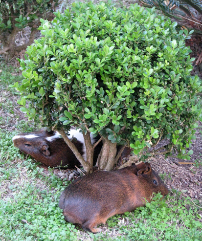 Siesta dos porquinhos