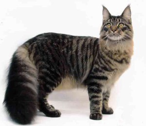 Maine Coon 2