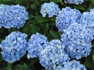 Hortensias_gramado