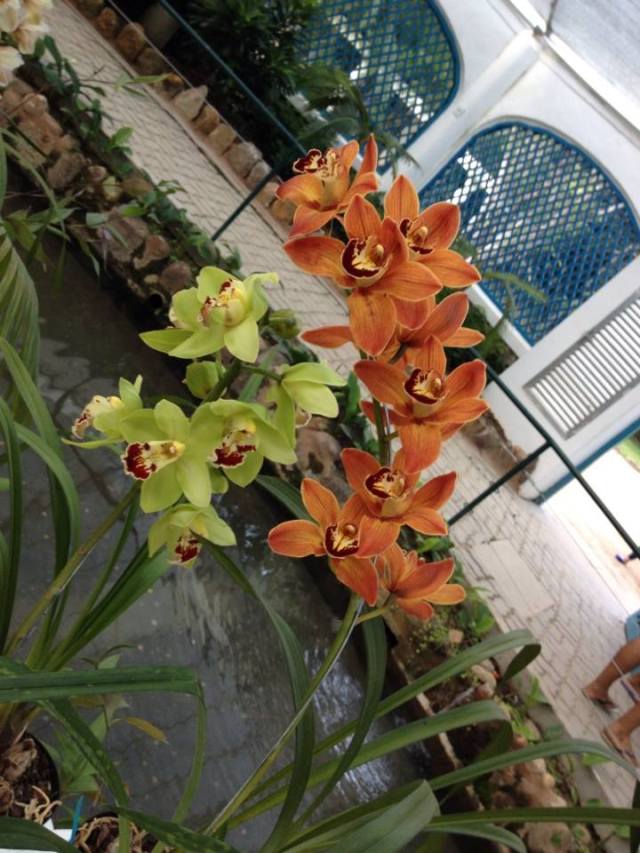 orquideas