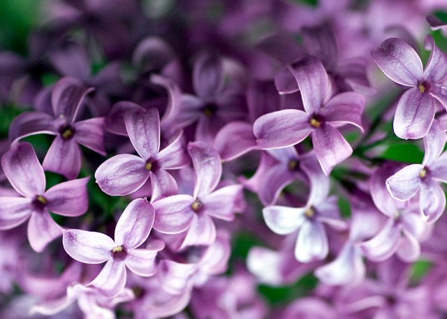 Flower-Lilac-Desktop-Wallpaper