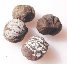 kikui-nut-300