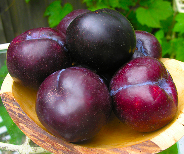 black_plums7
